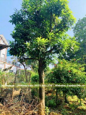 Thân cây thẳng đẹp, chiều cao khoảng hơn 3m