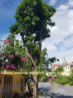 Cây Lê Ki Ma trồng vỉa hè ven đường