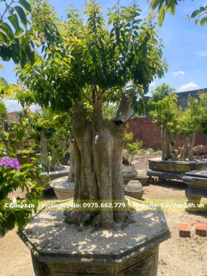 Cây kiểng săng lẻ ghép tường vi chiều cao gần 2m (tính cả chậu)