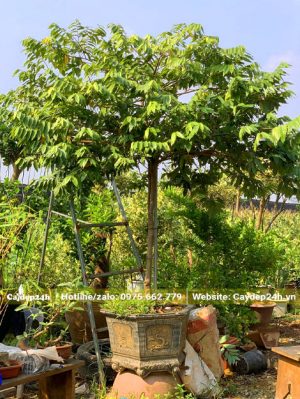 Thoát thân 1m, đường kính gốc cây hoa dẻ khoảng 3 - 4cm