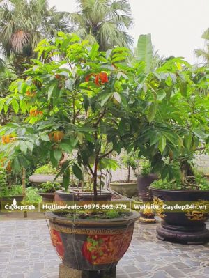 Dẻ Thơm hoa đỏ trồng sẵn trong chậu chiều cao 1m