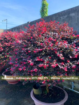 Cây cảnh trồng chậu có màu lá nổi bật