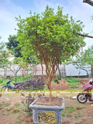 Chậu cây Nho Thân Gỗ cảnh cao hơn 1m, không tính chậu