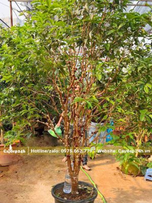 Cây trồng sẵn trong chậu, chiều cao hơn 1m