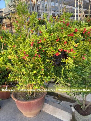 Siro trồng chậu cảnh, chiều cao 80cm