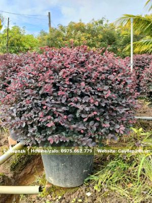 Tán cây tròn đường kính khoảng 60 - 70cm