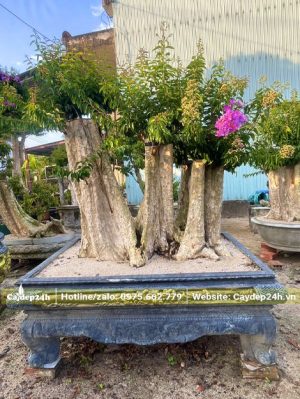 Chậu cây săng lẻ ghép với tường vi đang ra hoa