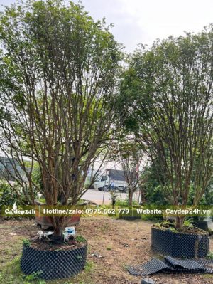 Nho Thân Gỗ lâu năm cao 3 - 4m, đã dâm ủ nhiều năm