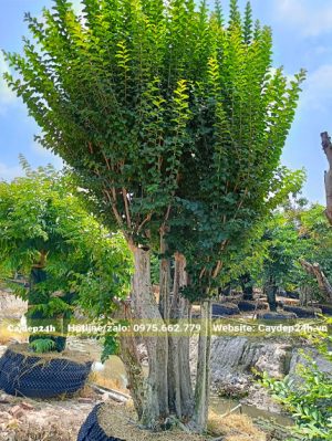 Dâm ủ cây Săng Lẻ ghép Tường Vi cảnh trong bầu nổi