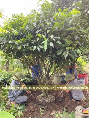 Cây Dâu Da Dất bứng thẳng, đường kính gốc khoảng 10cm