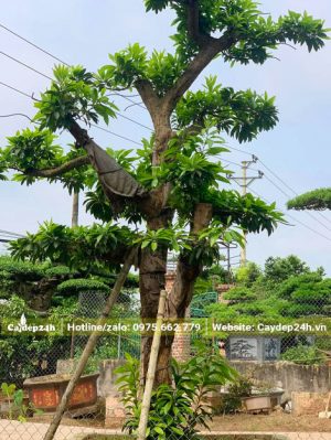 Cây Trứng Gà cổ thụ dưỡng ủ trong bầu nổi