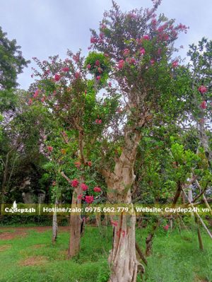 Tường Vi ghép trên thân cây bằng lăng trắng