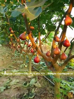 Vườn Sung Mỹ chín chuẩn bị thu hoạch