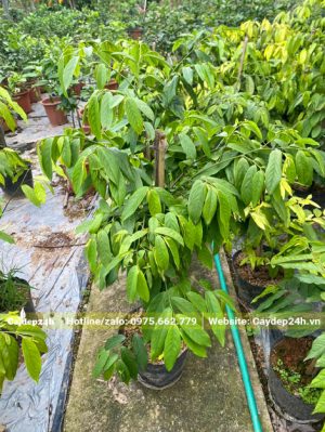 Cây Hoa Dẻ vàng bắt đầu ra hoa