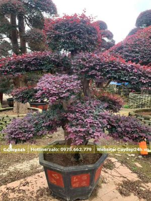 Cây Hồng Phụng bonsai tán phân tầng siêu đẹp