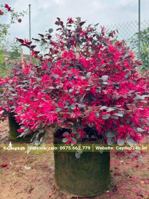 Hồng Phụng nhỏ siêu hoa, chiều cao khoảng 50cm tính cả bầu