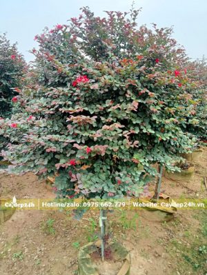 Màu lá cây Hồng Phụng vào mùa hè, pha giữa màu tím và xanh