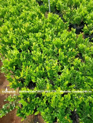 Luống cây giống siro cao 30cm