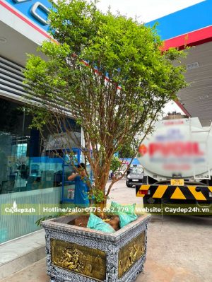 Bán và trồng cho cây một công ty tại Hà Nội