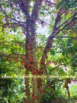 Dâu Da chín đỏ trên cây