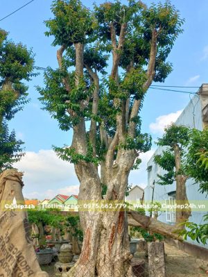 Cây Săng Lẻ ghép Tường Vi công trình dáng đẹp