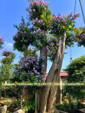 Săng Lẻ ghép cành của cây tường vi Thái Lan