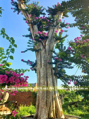 Săng Lẻ ghép tường vi bắt đầu ra vụ hoa đầu tiên