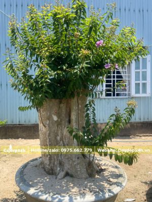 Từng Vi Thái ghép trên phôi cây băng lăng rừng cao 60 - 70cm