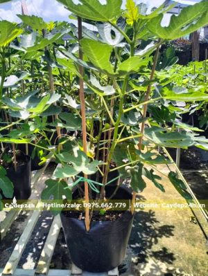 Vườn dưỡng những cây Sung Mỹ thuần bầu cao 50cm