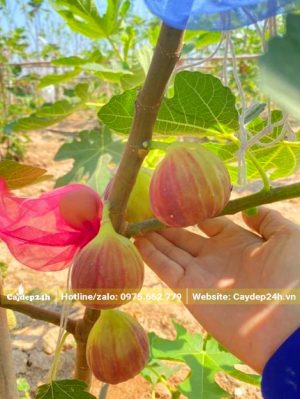 Thu hoạch trái Sung Mỹ có màu hồng vàng