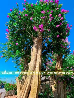 Cây ghép lâu năm thân cao thẳng tắp, hoa đang nở chen với tán lá xanh