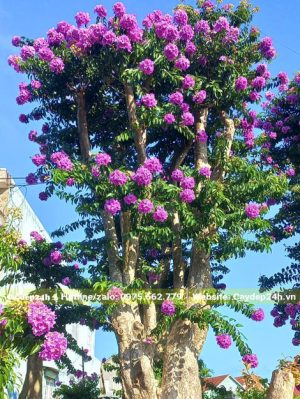 Hoa bung nở rực rỡ trên cây bằng lăng ghép tường vi