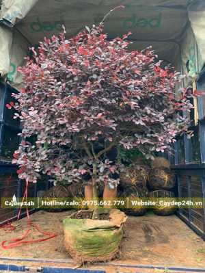 Những cây Hồng Phụng trưởng thành đường kính tán hơn 1m được nhấc lên xe