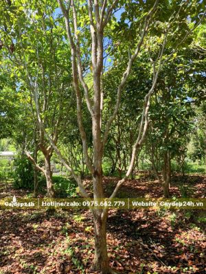 Vườn cây Dâu Da Đất lâu năm đường kính gốc từ 15 - 18cm