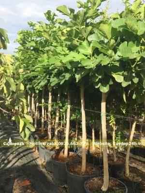 Sung Mỹ giâm cành chiều cao 1m