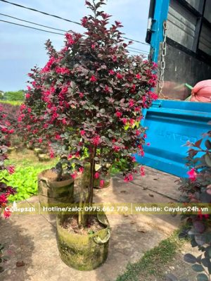 Những cây Hồng Phụng lâu năm đang được đưa lên xe