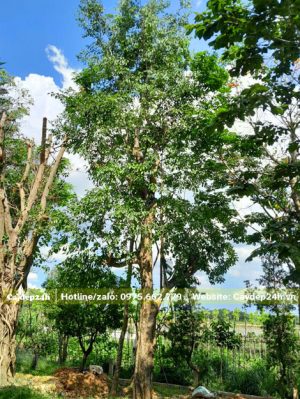 Bồ Quân lâu năm chiều cao 7 - 8m