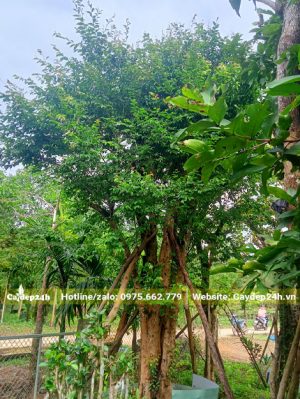 Cây Bồ Quân cổ thụ cao 4m, đường kính gốc 40 - 50cm