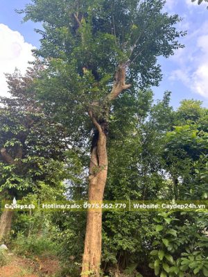 Vanh gốc 100 cao hơn 7m, đã dâm ủ nhiều năm