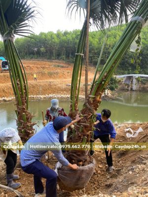 Buộc và di chuyển cây Cọ Ta công trình mới bứng lên xe