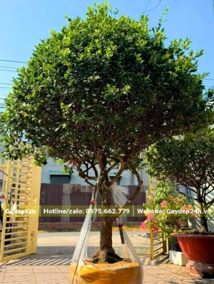 Bứng và bó bầu cẩn thận cho cây Mai Tứ Quý