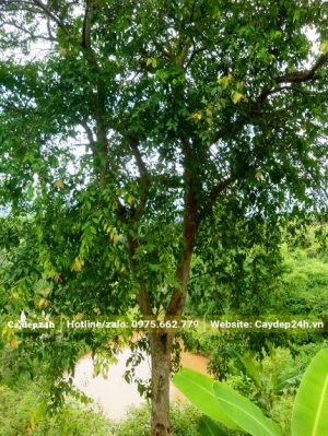 Cây mọc tự nhiên, chiều cao 7 - 9m