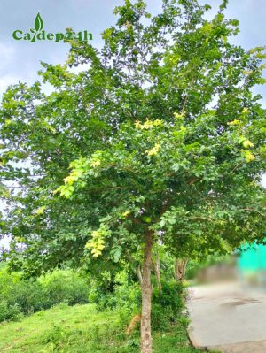 Cây Bồ Quân công trình cao hơn 3m trồng trước sân nhà