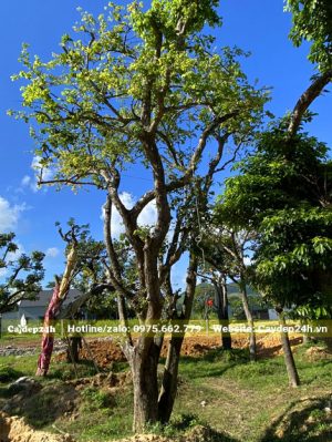 Hàng cổ thụ thân cành khẳng khiu