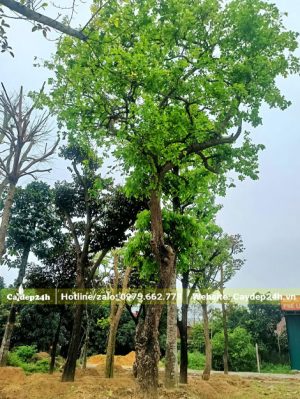 Bồ Quân dâm ủ nhiều năm cao 7 - 8m