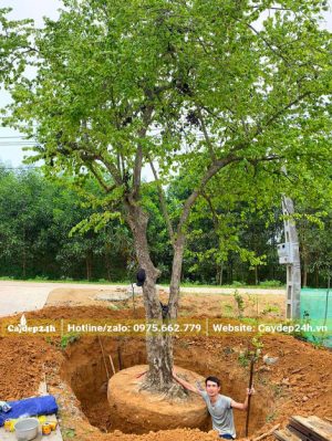 Bứng nóng cây Bồ Quân đường kính gốc 25cm