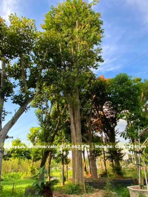 Cây cao 6 - 7m, vanh gốc hoảng 140cm, đã dâm ủ lâu năm