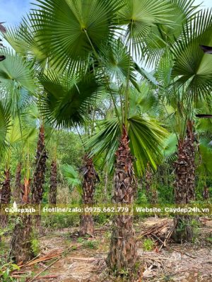 Vườn cọ ta số lượng lớn, cây có thân cao trên dưới 2m