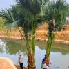 Cây Cọ Ta công trình đánh bầu thẳng tại vườn