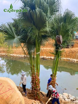 Cây Cọ Ta công trình đánh bầu thẳng tại vườn